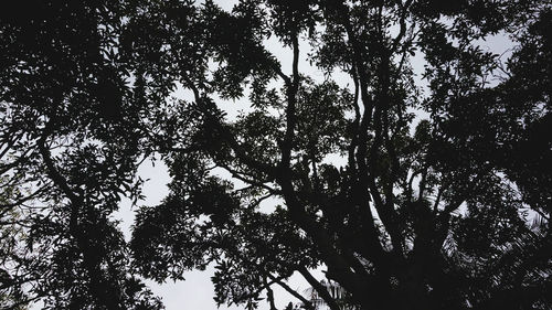 Low angle view of trees in forest against sky