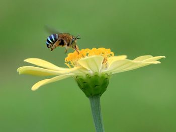 Close-up of bee on flower