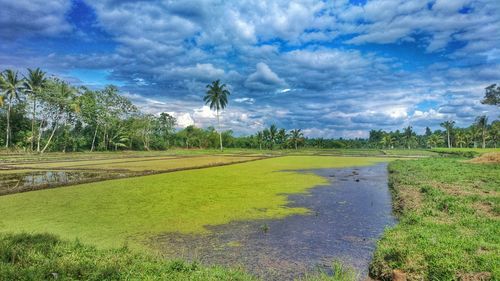 Scenic view of agricultural field against sky