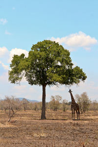 Tree on landscape against sky