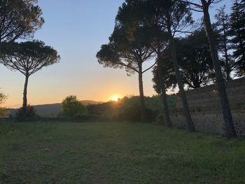 Trees on field against sky during sunset