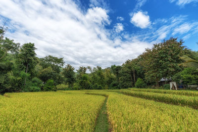 Scenic view of agricultural field against sky