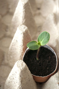 Close-up of small potted plant