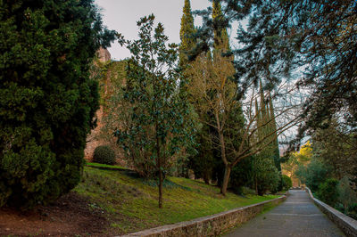 Road amidst trees against sky