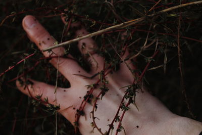 Close-up of hand holding plants