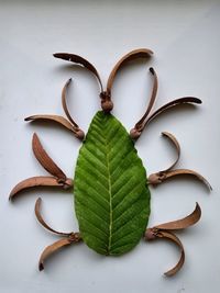 Directly above shot of green leaves on table