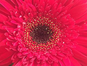 Macro shot of red flower