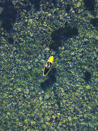 High angle view of fish swimming in sea