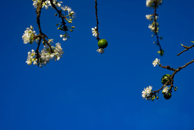 Low angle view of cherry tree against clear blue sky