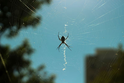 Close-up of spider web