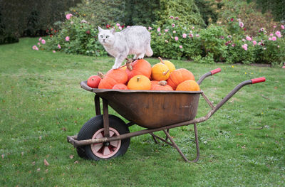 Scottish cat on a pumpkins in a rusty cart, the autumn harvest vegetables