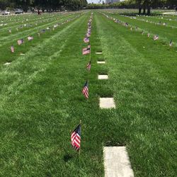 Grass growing on grassy field