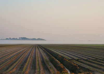 Scenic view of agricultural field against sky