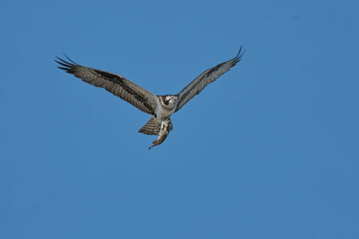 Osprey with fish