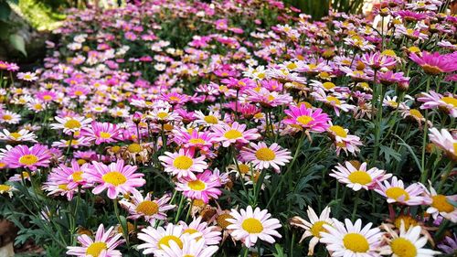 Close-up of pink flowering plants on field