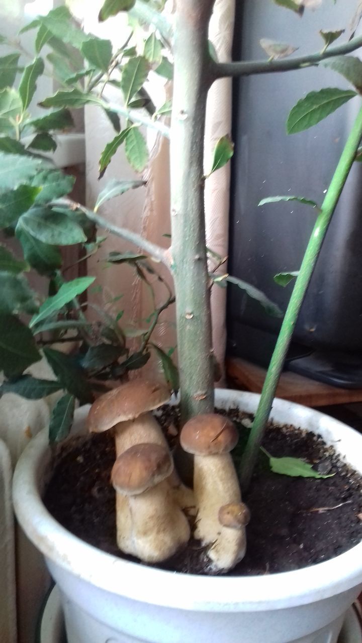 HIGH ANGLE VIEW OF VEGETABLES IN POT