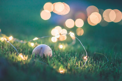 Mushroom amidst illuminated string lights on grassy field at night