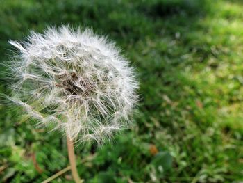 Close-up of dandelion