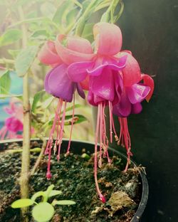 Close-up of pink flowers