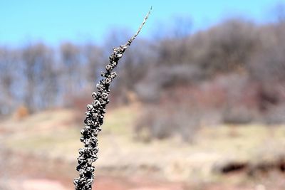 Close-up of plant