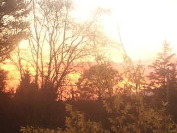 Silhouette trees against sky during sunset