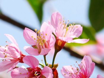 Close-up of pink cherry blossom