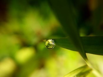 Close-up of water drop on grass