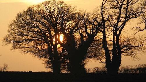 Silhouette trees against sky during sunset