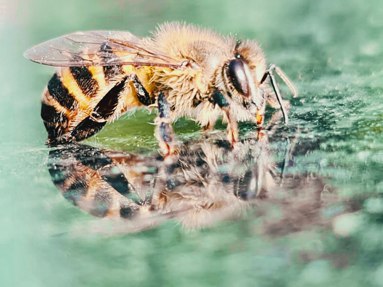 CLOSE-UP OF SPIDER ON A WATER