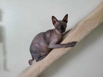 Portrait of sphynx cat relaxing against wall, on scratching post