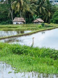 View of bird on beach