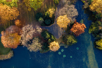 Aerial view of trees and sea