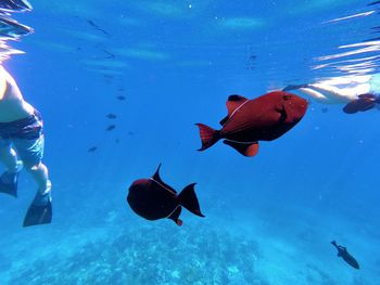 Underwater view of fishes swimming in sea