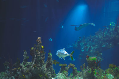 Close-up of fish swimming in aquarium