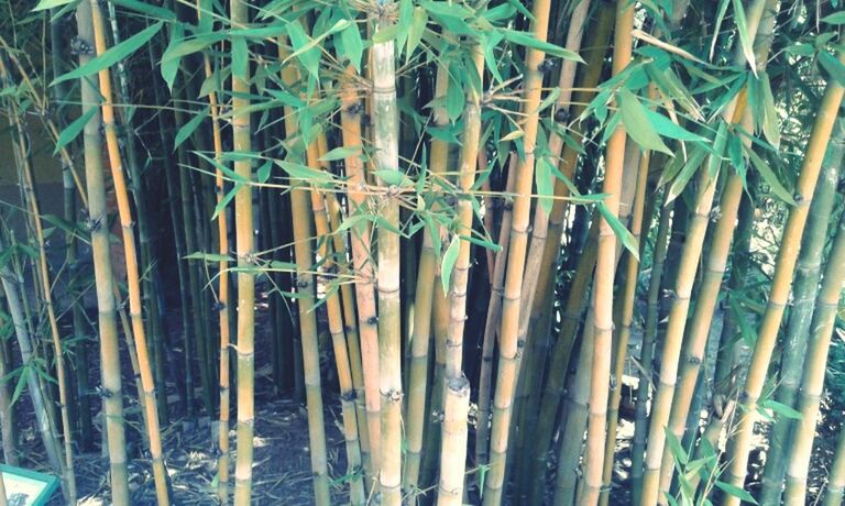 FULL FRAME SHOT OF BAMBOO