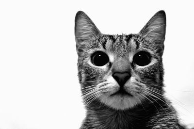 Close-up portrait of cat against white background