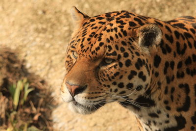 Close-up of a tiger