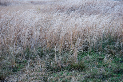 High angle view of field