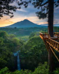 Scenic view of forest against sky during sunset