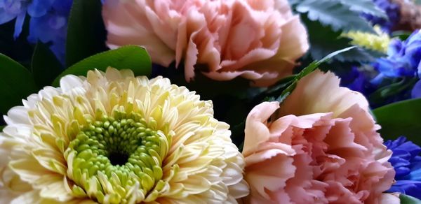 Close-up of pink rose flower