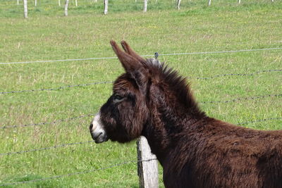 Close-up of a horse on field