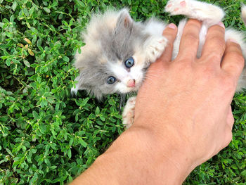Cropped image of hand holding kitten by plants