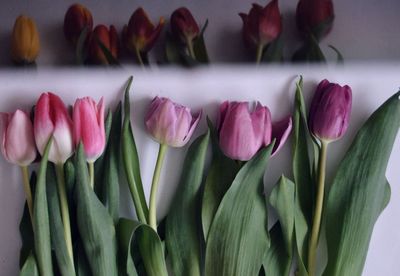 Close-up of pink tulips