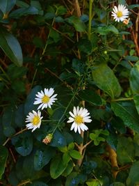 Close-up of white flowering plant