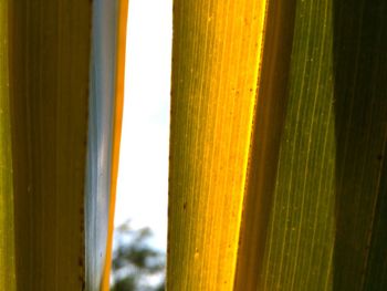 Close-up of grass against sky