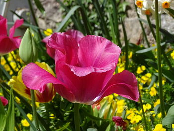 Close-up of pink rose flower