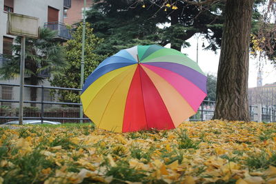 Colorful umbrella