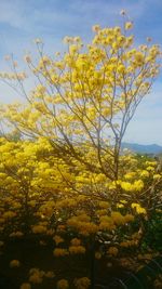 Close-up of yellow tree against sky