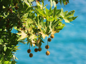 Close-up of fresh green plant against sky