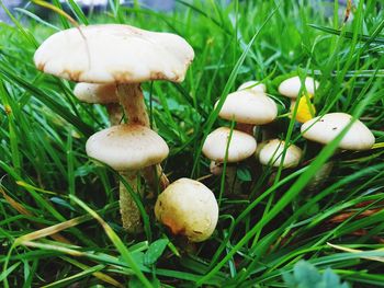 Close-up of mushroom growing in grass